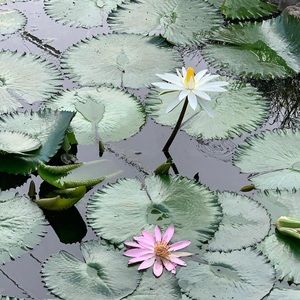 Meet your Posher, Khadija